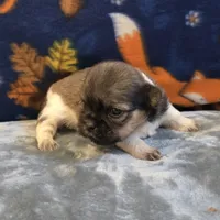 Smokey, a male Shih Tzu for sale in West Plains, MO – 4 of 6