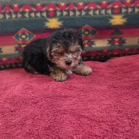 Millie, a female Cockapoo and Cocker Spaniel for sale in West Plains, MO – Photo 2 of 4