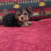 Millie, a female Cockapoo and Cocker Spaniel for sale in West Plains, MO – Photo 3 of 4