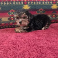 Millie, a female Cockapoo and Cocker Spaniel for sale in West Plains, MO – Photo 4 of 4