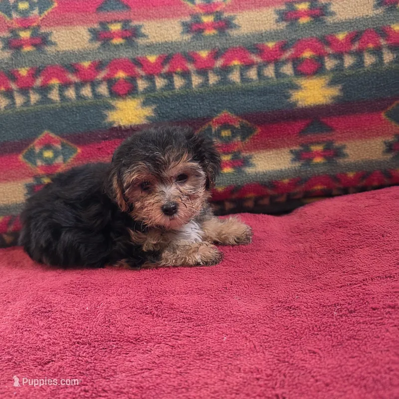 Millie – Cockapoo, Cocker Spaniel puppy for sale in West Plains, MO