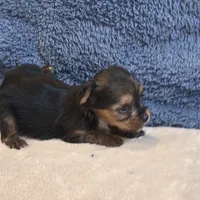 Dolly, a female Yorkshire Terrier for sale in West Plains, MO – 5 of 7