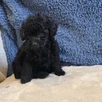 Colby, a male Poodle - Toy  for sale in West Plains, MO – 4 of 7