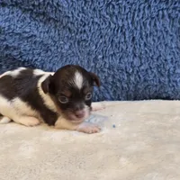 Astrid, a female Shorkie for sale in West Plains, MO – 3 of 7