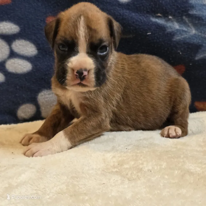 Phoenix – Boxer puppy for sale in West Plains, MO