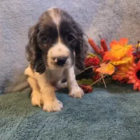 Banjo, a male Cocker Spaniel for sale in West Plains, MO – 4 of 6