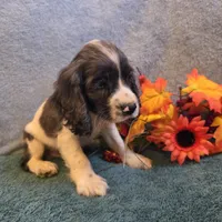 Banjo, a male Cocker Spaniel for sale in West Plains, MO – 6 of 6