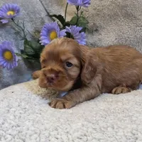 Kodi, a male Cocker Spaniel for sale in West Plains, MO – 2 of 5