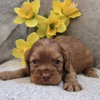 Kodi, a male Cocker Spaniel for sale in West Plains, MO – 1 of 5