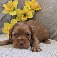 Kodi, a male Cocker Spaniel for sale in West Plains, MO – 5 of 5
