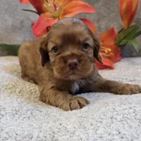 Kodi, a male Cocker Spaniel for sale in West Plains, MO – 3 of 5