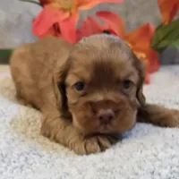 Kodi, a male Cocker Spaniel for sale in West Plains, MO – 4 of 5