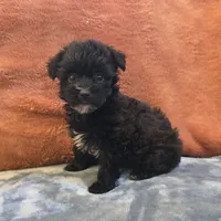 Co Co , a female Yorkipoo for sale in West Plains, MO – 4 of 6