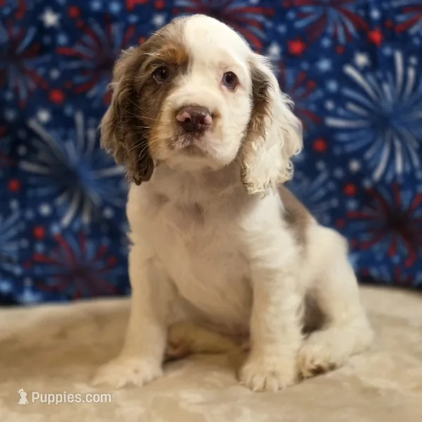 Mannie – Cocker Spaniel puppy for sale in West Plains, MO