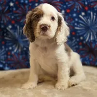 Mannie, a male Cocker Spaniel for sale in West Plains, MO – 1 of 7