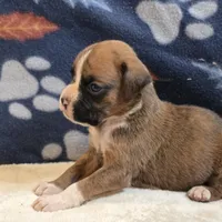 Phoenix, a male Boxer for sale in West Plains, MO – 4 of 6