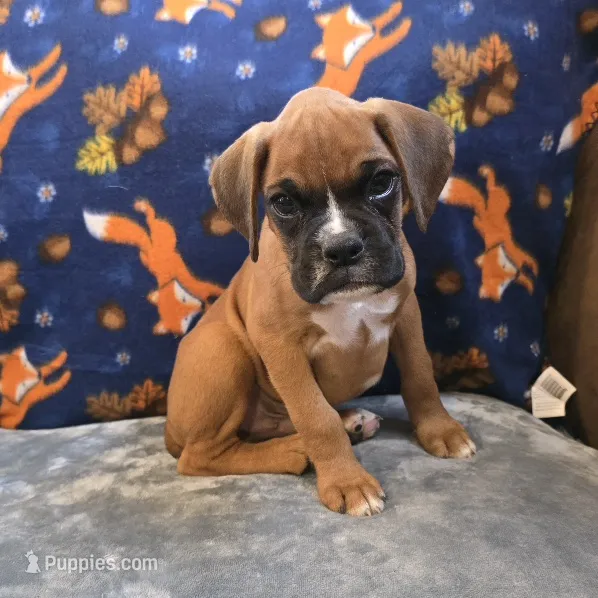 Sparks – Boxer puppy for sale in West Plains, MO