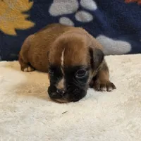 Sparks, a male Boxer for sale in West Plains, MO – 2 of 5