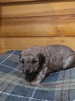 Pebbles, a female Poodle - Toy  for sale in West Plains, MO – Photo 2 of 3