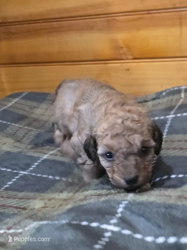 Pebbles – Poodle - Toy  puppy for sale in West Plains, MO