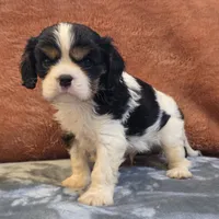 Hank, a male Cavalier King Charles Spaniel for sale in West Plains, MO – 6 of 6