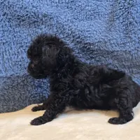 Colby, a male Poodle - Toy  for sale in West Plains, MO – 6 of 7
