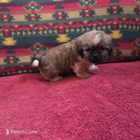 Ollie – Shih Tzu puppy for sale in West Plains, MO