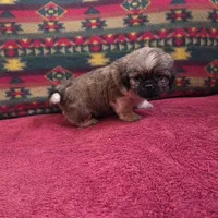 Ollie, a male Shih Tzu for sale in West Plains, MO – Photo 1 of 4
