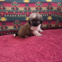 Ollie, a male Shih Tzu for sale in West Plains, MO – Photo 3 of 4