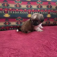 Ollie, a male Shih Tzu for sale in West Plains, MO – Photo 2 of 4