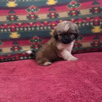 Ollie, a male Shih Tzu for sale in West Plains, MO – Photo 4 of 4