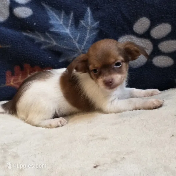 Fiona – Shorkie puppy for sale in West Plains, MO
