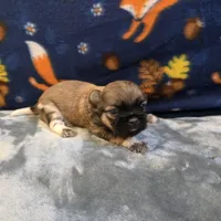 Jetta, a female Shih Tzu for sale in West Plains, MO – 5 of 6