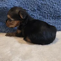 Dolly, a female Yorkshire Terrier for sale in West Plains, MO – 7 of 7