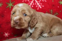 processed/f773a453-78cb-4583-a013-593187e16071/listing/be51dffc-dac7-4d2d-b735-52b19f437435/3ff17885-163f-4d03-9291-4e086f799491