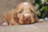 processed/f773a453-78cb-4583-a013-593187e16071/listing/be51dffc-dac7-4d2d-b735-52b19f437435/4cfca5aa-2b07-4f8c-bcd1-1f6584a95795