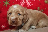 processed/f773a453-78cb-4583-a013-593187e16071/listing/be51dffc-dac7-4d2d-b735-52b19f437435/b0a63db0-cf24-40f7-83ee-2b5957d9b299