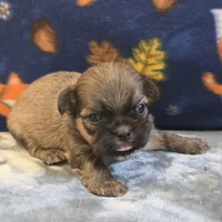 Atlas, a male Shih Tzu for sale in West Plains, MO – 3 of 6