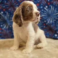 Mannie, a male Cocker Spaniel for sale in West Plains, MO – 3 of 7