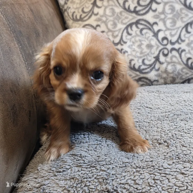 Twinkle  – Cavalier King Charles Spaniel puppy for sale in West Plains, MO