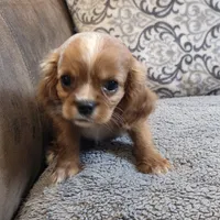 Twinkle , a female Cavalier King Charles Spaniel for sale in West Plains, MO – 1 of 8