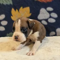 Blaze, a male Boxer for sale in West Plains, MO – 4 of 5