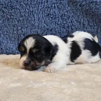 Vega, a male Shorkie for sale in West Plains, MO – 7 of 7