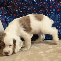 Mannie, a male Cocker Spaniel for sale in West Plains, MO – 2 of 7