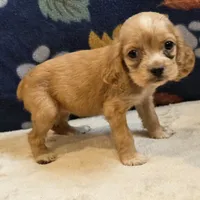 Peaches , a female Cocker Spaniel for sale in West Plains, MO – 5 of 6
