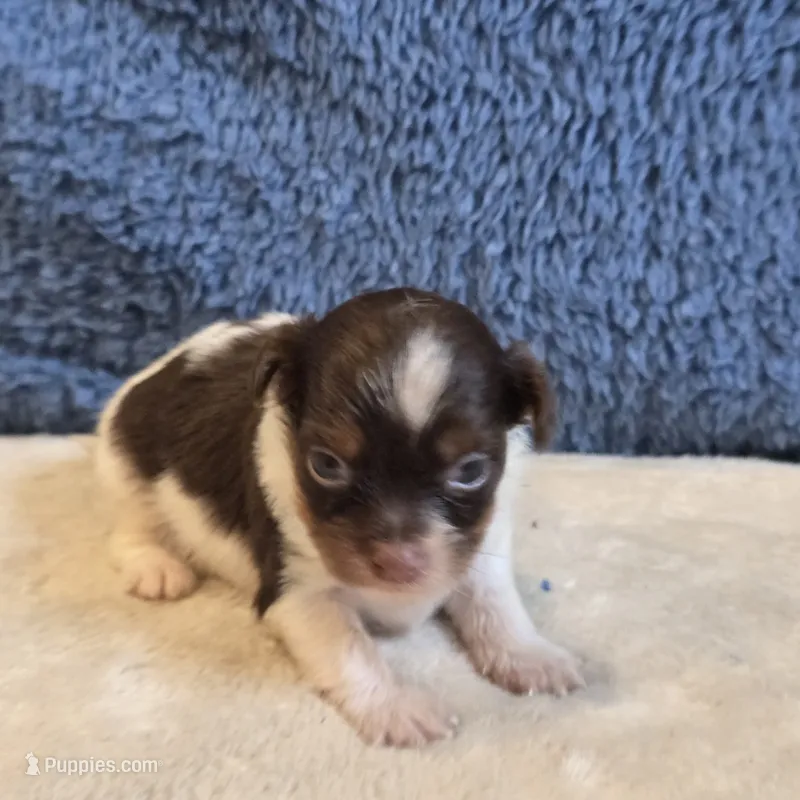 Astrid – Shorkie puppy for sale in West Plains, MO