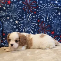 Sherwood, a male Cavalier King Charles Spaniel for sale in West Plains, MO – 6 of 7