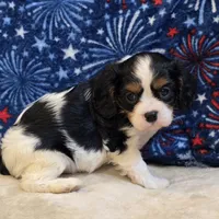 Greta, a female Cavalier King Charles Spaniel for sale in West Plains, MO – 4 of 7