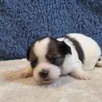Clover, a female Shorkie for sale in West Plains, MO – 5 of 7