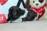 Aero, a male Shih Tzu for sale in West Plains, MO – Photo 6 of 6